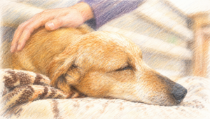 やわらかな毛布の上で目を閉じて眠る犬に、そっと手を添える様子